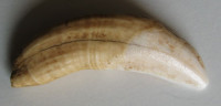 Zub z velblouda, Camel tooth  1)